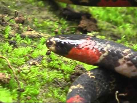 False Coral Snake In Rio Bigal Nature Preserve in Ecuad