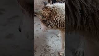 Xaski Husky Yeni Video Mutleqizleyin 2345