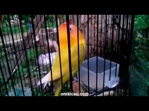 VIDEO : suara burung lovebird jawara: prestige di blog om kicau - downloadfile mp3 daridownloadfile mp3 darisuara burungini, silakan menuju ke link ini: https://wp.me/p1tkjq-yvb deskripsi: meski umurnya masih 7 ...