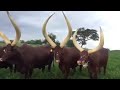 Ankole cattle