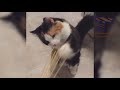 The FUNNIEST ANIMALS - The LONGER YOU WATCH, the FUNNIER IT GETS!