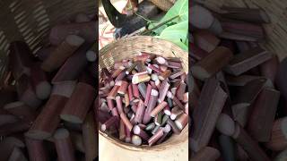 Kochu Shaak Cooking In Bengali Village Style