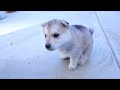 Husky Puppy's 1st Howl