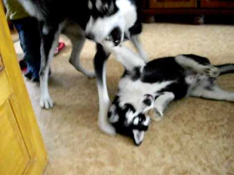 Vidéos Husky sibérien, chiens de race Husky sibérien en Vidéos Husky sibérien, chiens de race Husky sibérien en