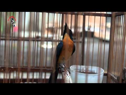 VIDEO : suara burung : sulingan gunung gacor dor -  ...