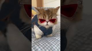 Dijual Kucing, Sepaket Ibu Dan Anak