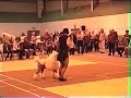 Standard poodle club dancing poodle