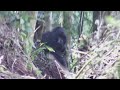 Silverback gorilla attack at Bwindi Impenetrable Forest, Uganda, East Africa