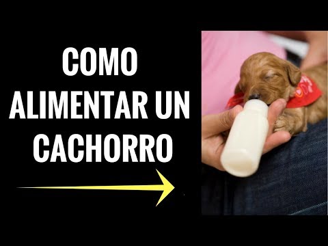 COMO ALIMENTAR A TU PERRO