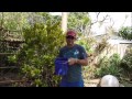 How to Grow Dracaena From Cuttings - 5 Different Varieties of Cuttings Used in This Video