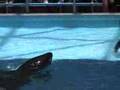 sea world shamu you raise me up Video