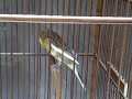 image Kenari Isian Blackthroat