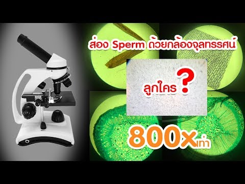 ส่อง Sperm ด้วยกล้องจุลทรรศน์กำลังขยาย 800 เท่า
