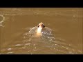 The Amazing Swimming Beast! (Black Mouth Cur)