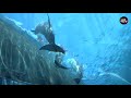 डॉल्फिन के बारे में मजेदार रोचक तथ्य | Amazing Facts about Dolphins in hindi