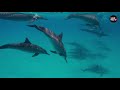 डॉल्फिन के बारे में मजेदार रोचक तथ्य | Amazing Facts about Dolphins in hindi