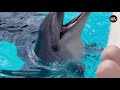 डॉल्फिन के बारे में मजेदार रोचक तथ्य | Amazing Facts about Dolphins in hindi