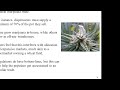Marijuana Dispensary Locator Video