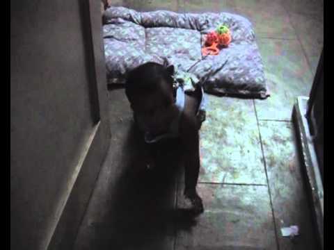 vava en devathaye song (donika).flv
