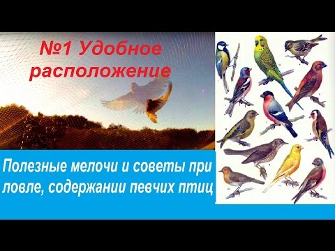 щегол ловля и содержание щегол ловля и содержание