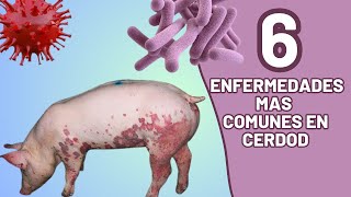 6 Enfermedades Mas Comunes En Nuestros Cerdo, Como Prevenirlas Y Como Curarlas.