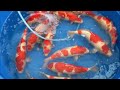 koi