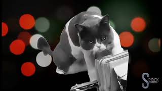 Gatos engraçados | gatos fofos | Funny cats #1