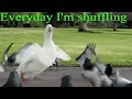 Everyday Im Shuffling - Goose remix - Evri dej ajm šaflin