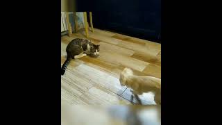 Мэйнкун Против Чихуахуа #Funnycats#Funnydog#Hungrycats#Dogfight#Cutecat#Catattack#Cat
