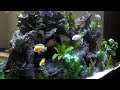 cichlid