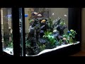 cichlid