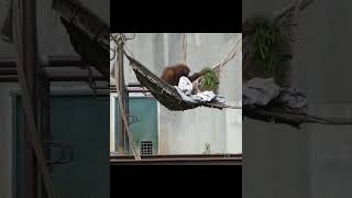 Young Orangutan Playing In Hammock.