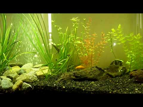 makeup Images Fish R Fun coldwater aquarium fish. foot cold water aquarium. coldwater aquarium fish. makeup Images Fish R Fun coldwater aquarium fish. foot cold water aquarium.
