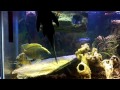 Courting Nimbochromis venustus (giraffe cichlid) in 75 gallon tank.
