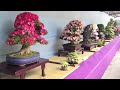 Satsuki azalea bonsai exhibition at ueno park, tokyo