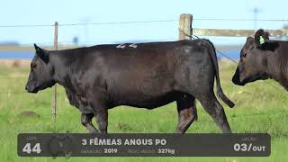 LOTE 44 - VENTRES ANGUS - LEILÃO SÃO BIBIANO 2021
