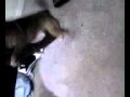 the official porn star dog.3g2