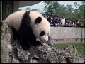 Elusive Giant Panda Elusive Giant Panda