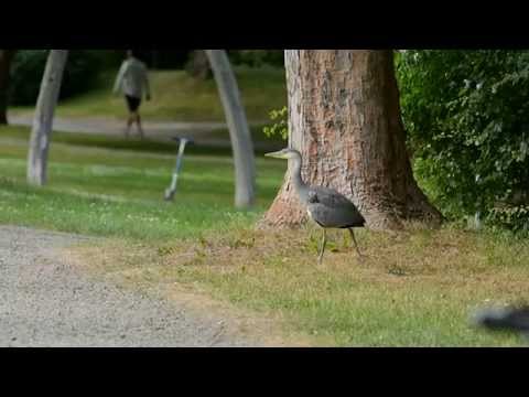 Graureiher - Jungtier auf Entdeckungsreise