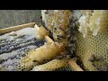 Bee Keeping - Harvesting Honey