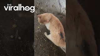 Mouse Clings To Cat's Back || Viralhog