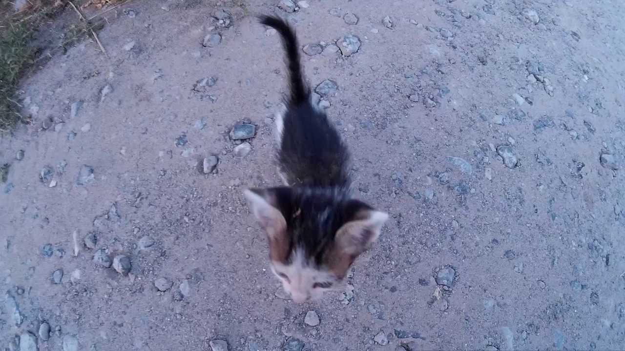 Сексуальный котенок на улице