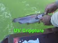 Shasta Lake Trout Fishing Derby biting like wild dogs..