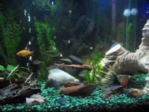 Fresh water fish tank micro