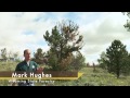 White Pine Blister Rust (lifecycle & control overview) - Barnyards & Backyards