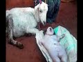 Goat gives birth to human like babies in Karnataka , MIRACLE OR GENETIC DISORDER?