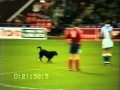 Dog runs on the pitch at York City vs Bristol Rovers