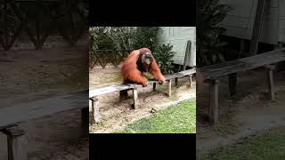 Orangutan Roaming Village.