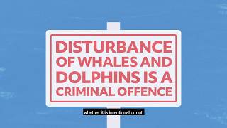 How to recognise and report disturbance of whales and dolphins