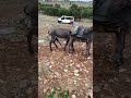2 ERKEK EŞEK SİKİŞMESİ